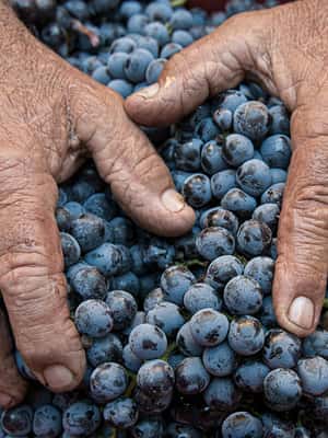 imagem n.2 de Montalcino: Degustação de vinho Brunello e almoço em um castelo da Toscana atividade em Montalcino, carregada pelo fornecedor