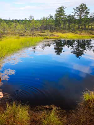 Bild Nr. 2 von Von Tallinn aus: Tagestour zum Lahemaa-Nationalpark Aktivität in Harju, hochgeladen vom Anbieter