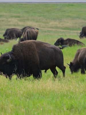 2. attēls no Buffalo Jeep Safari un Mamutu apskate aktivitātes Karstie avoti, Dienviddakota, augšupielādējis partneris