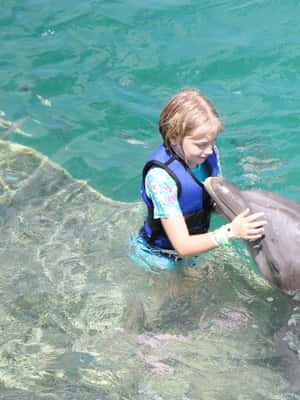 image n.2 of Saint Thomas: Swim with Dolphins at Coral World Ocean Park activity in Smith Bay, St Thomas, uploaded by supplier