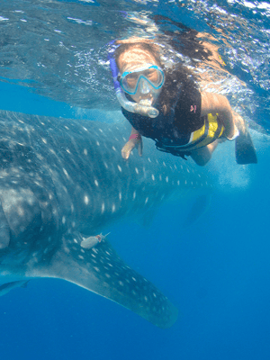 image n.2 of Cancún: Swim with Whale Sharks & Playa Norte Beach activity in Quintana Roo, uploaded by supplier