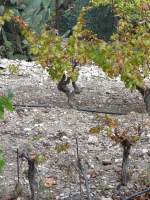 image n.2 of Cyprus: Troodos Mountain Food & Wine Tasting Tour with Lunch activity in Limassol District, uploaded by supplier