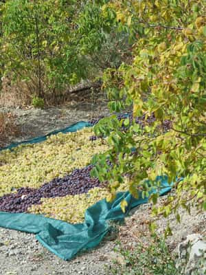 Image N°2 de Chypre : Circuit des villages et vignobles des monts Troodos activité à District de Limassol, publiée par le prestataire