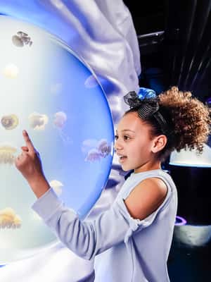 image n.2 of London: SEA LIFE Entry Ticket activity in London, uploaded by supplier
