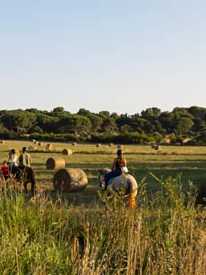 Bild Nr. 2 von Fazana: 1-stündiger Ausritt in die Natur bei Sonnenuntergang mit Guide Aktivität in Fažana, hochgeladen vom Anbieter