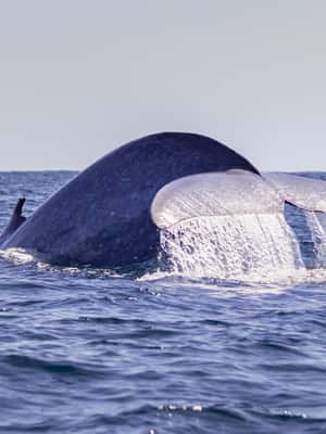 image n.2 of Terceira: Half-Day Dolphin and Whale Watching Tour activity in Angra do Heroísmo, uploaded by supplier