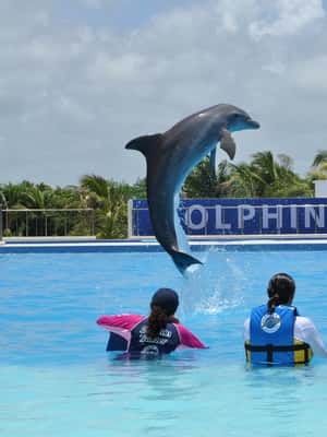 image n.2 of Riviera Maya: Dolphin Encounter with Beach Club Access activity in Quintana Roo, uploaded by supplier
