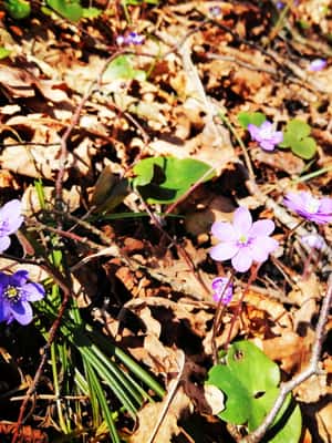 image n.2 of Gauja National Park Guided Hiking Tour activity in Amata Municipality, uploaded by supplier