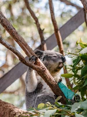 image n.2 of Port Stephens: Koala Sanctuary General Admission Ticket activity in Anna Bay, uploaded by supplier