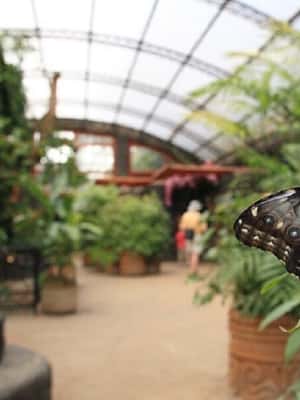 image n.2 of From San Jose: La Paz Waterfall Garden & Rainforest Tour activity in Alajuela Province, uploaded by supplier