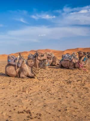 image n.2 of Agadir/Taghazout/Port: Sahara Desert 4x4 Day Trip with Lunch activity in Souss-Massa, uploaded by supplier