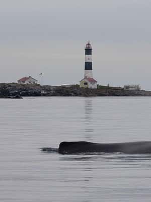 image n.2 of Victoria: Morning Whale-Watching Tour in Scarab Boat activity in Victoria, British Columbia, uploaded by supplier
