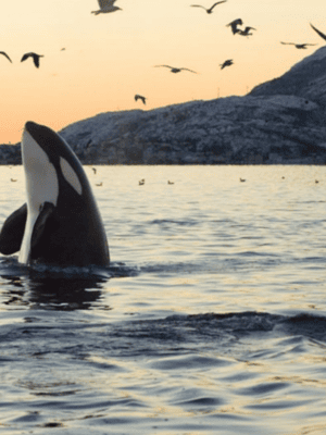 image n.2 of From Tromsø: Skjervoy Whale Watching RIB Boat Tour activity in Skjervoy, uploaded by supplier