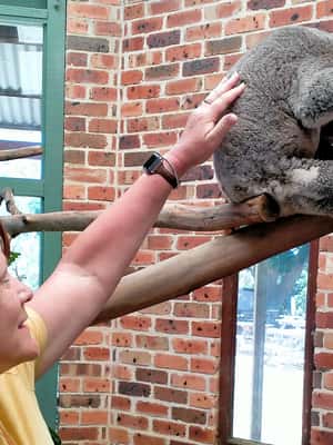 image n.2 of Sydney: Blue Mountains Waterfalls and Koalas Late Start Tour activity in Katoomba, uploaded by supplier