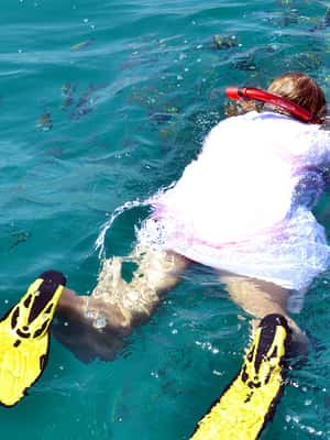 Immagine nº 2 di Da Khasab: Tour di mezza giornata di snorkeling con osservazione dei delfini attività a Mascate, caricata dal fornitore