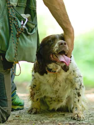 image n.2 of Langhe: Truffle Hunting Experience activity in Alba, uploaded by supplier