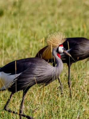 image n.2 of Kenya & Tanzania 7 Day African Safari activity in Arusha (Region), uploaded by supplier