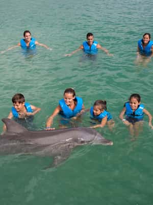 image n.2 of Puerto Morelos: Swim with dolphins Primax activity in Puerto Morelos, uploaded by supplier