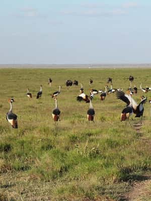 image n.2 of Day Tour Tsavo East Park National from Malindi/Mombasa Port activity in Coast Province, uploaded by supplier