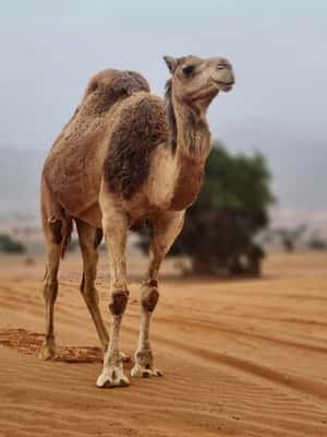 imagen n.º 2 de Agadir: Visita al Parque Nacional y al Desierto del Sáhara, con almuerzo incluido actividad en Provincia de Chtouka-Aït Baha, subida por el proveedor