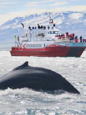 bild nr.2 av Akureyri: 3-timmars klassisk valskådningstur med fartyg aktivitet i Norðurland eystra (Nordöstra regionen), uppladdad av arrangören