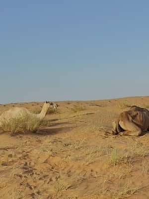 Immagine nº 2 di Giornata privata nel deserto con osservazione del tramonto attività a Regione al-Sharqiyya, caricata dal fornitore