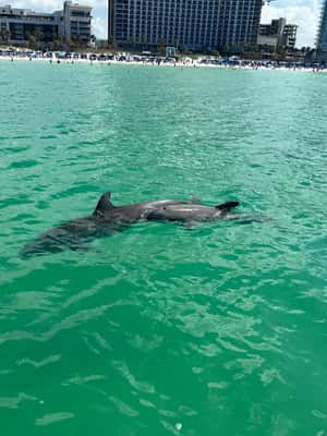bild nr.2 av Clearwater Beach: Kryssning med delfiner och sandbankar på öar aktivitet i Clearwater, uppladdad av arrangören