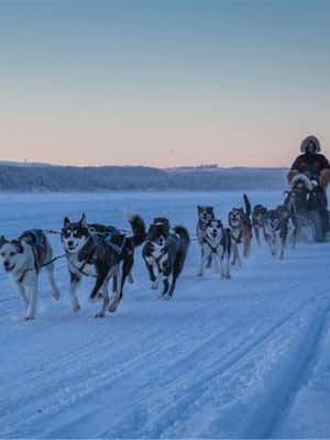 Obraz nr 2 z atrakcji Narvik: Jazda psim zaprzęgiem z Husky Isogaisa w Narwik, przesłany przez organizatora
