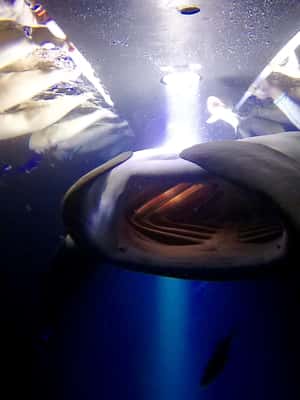 foto no. 2 dari aktivitas Pulau Besar: Berenang Malam Bersama Pari Manta dengan Cokelat Panas di Kahaluu-Keauhou, diunggah oleh pemasok