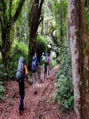 image n.2 of #.1-Day Tour: Kilimanjaro Lemosho Route From Arusha/Moshi activity in Kilimanjaro, uploaded by supplier