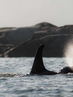 image n.2 of Campbell River: Whale & Wildlife Discovery Cruise activity in British Columbia, uploaded by supplier