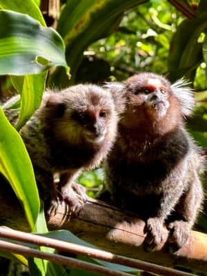 imagen n.º 2 de Río: Senderismo por la selva tropical de Tijuca, cascadas, cuevas y fauna silvestre actividad en Río de Janeiro, subida por el proveedor