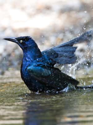 image n.2 of Private Avellanas Wildlife Walk activity in Tamarindo, uploaded by supplier