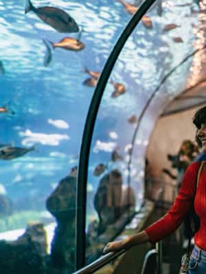 image n.2 of Barcelona: Hop-On Hop-Off Bus & Aquarium Tour activity in Barcelona, uploaded by supplier