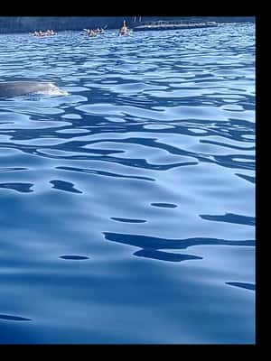 image n.2 of Los Cristianos: Kayak & Snorkel Tour with turtles and photos included activity in Arona, Tenerife, uploaded by supplier
