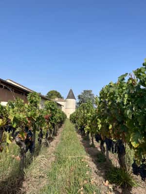 bilde nr.2 av Den vertikale på Château Cruzeau aktivitet i Libourne, lastet opp av leverandør