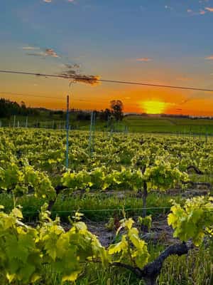 Immagine nº 2 di Tour della cantina Braccobosca con degustazione di vino premium attività a Canelones, caricata dal fornitore