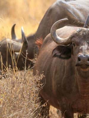 image n.2 of 2-Days Wildlife Safari to Tsavo East & Tsavo West Park activity in Coast Province, uploaded by supplier