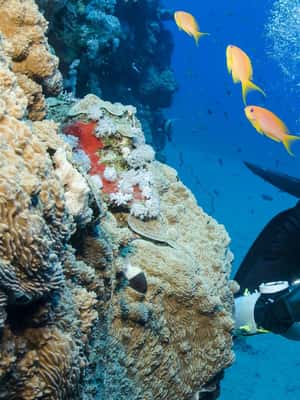 Kemer içindeki Antalya/Kemer: 2 Dalış ve Öğle Yemeği Dahil Scuba Dalış Deneyimi etkinliğinin tedarikçi tarafından yüklenen 2 no'lu görseli