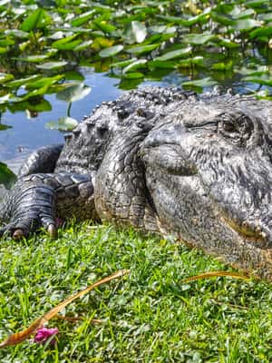 slika br. 2 iz kolekcije Miami: Everglades Safari Park obilazak zračnim brodom aktivnosti u mjestu Florida, prenio opskrbni partner