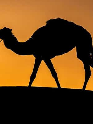 Immagine nº 2 di Tramonto nel deserto con pick up attività a Mascate, caricata dal fornitore