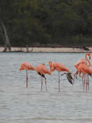 image n.2 of Holbox: Yalahau, Passion Island and Punta Mosquito Boat Tour activity in Quintana Roo, uploaded by supplier