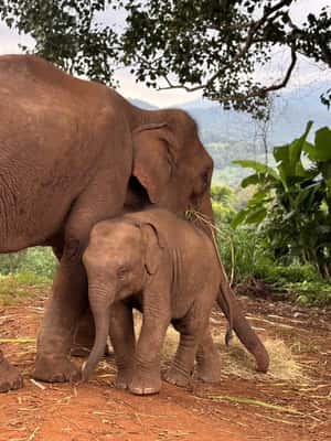 image n.2 of Chiang Mai: Elephant Sanctuary & Waterfall Group Tour activity in Chiang Mai, uploaded by supplier