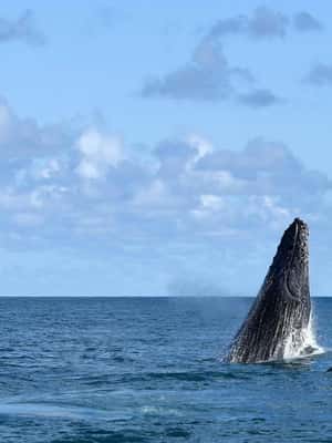 imatge núm.2 de l'activitat de Tour Privat Cap Frio: Bellesa Natural i Cultura Local a Regió Sud-est, Brasil, penjada pel proveïdor