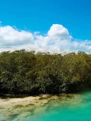afbeelding n.2 van Tulum: SIAN KAAN biosfeer rondvaart, dolfijnen, snorkelen activiteit in Coba Stad, geüpload door aanbieder