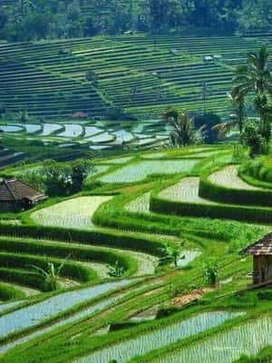 image n.2 of Ulun Danu Beratan Temple, Jatiluwih, Banyumala waterfall activity in Jatiluwih, uploaded by supplier
