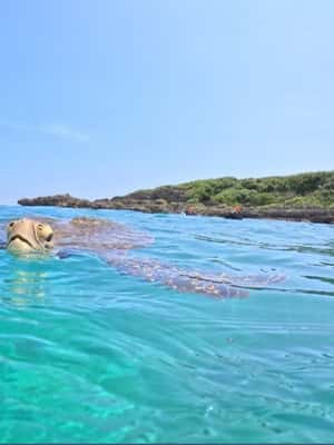 תמונה מס' ⁦2⁩ מתוך ⁦האי מיאקו: סיור SUP דובר אנגלית⁩, פעילות ב⁦מיאקו⁩, הועלתה על-ידי הספק
