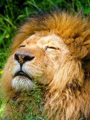 Bild Nr. 2 von Krakau: Zoo mit Abholung vom Hotel Aktivität in Krakau, hochgeladen vom Anbieter