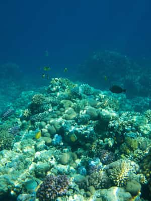 image n.2 of La Paz: Coral Farm Snorkel Tour activity in La Paz, Mexico, uploaded by supplier