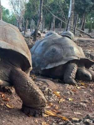 2. attēls no ZANZIBĀRA: Džozani mežs, tauriņu centrs un bruņurupuču parks aktivitātes Ungujas dienvidu reģions, augšupielādējis partneris